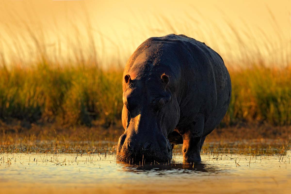 Explore the Caprivi during a Luxury Safari in Namibia